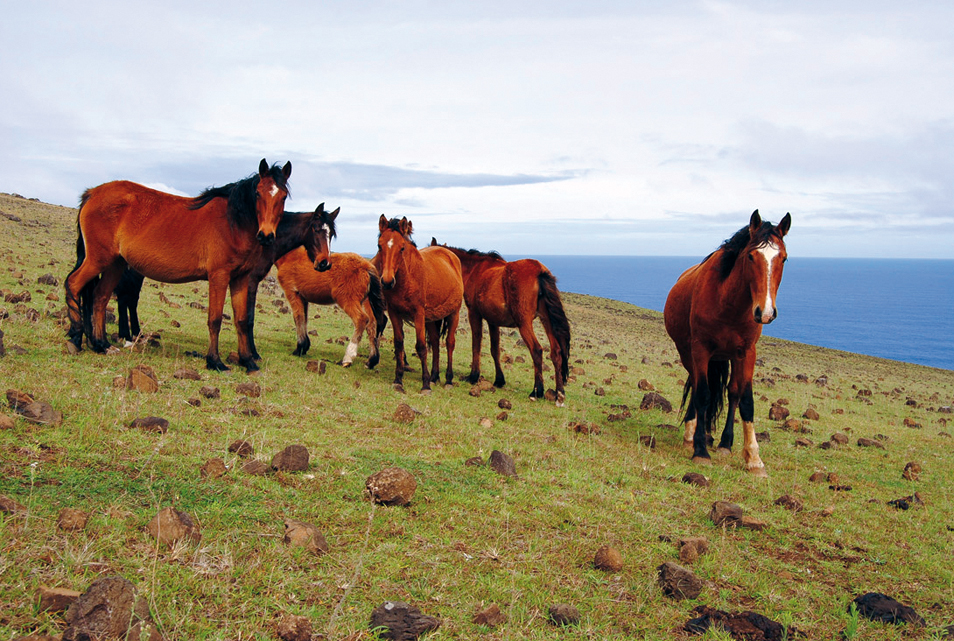 Destination: Easter Island