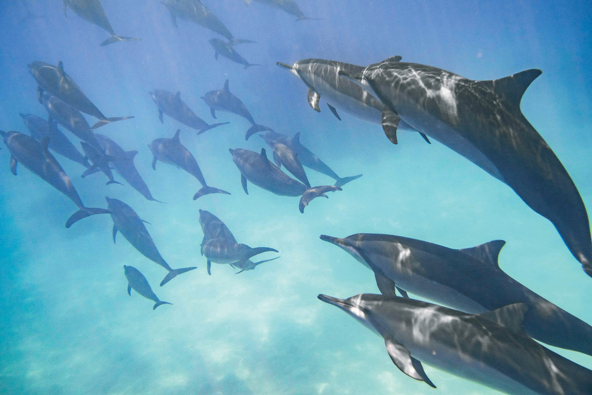 Spinner dolphins form colonies  that can contain hundreds or even thousands of individuals.