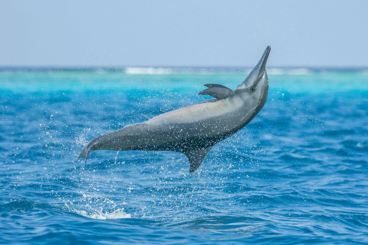 This species of dolphin is characterized by their  particularly spectacular leaps out of the water - the reasons for which are not very well understood.