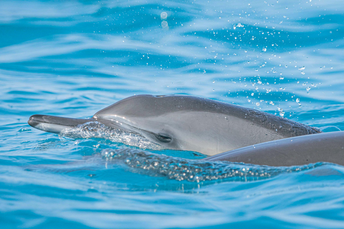 The spinner dolphin measures between 1.30 and 2 meters  (50 and 80 in). It weighs between 45 and 75 kg (99 and 165 lbs).