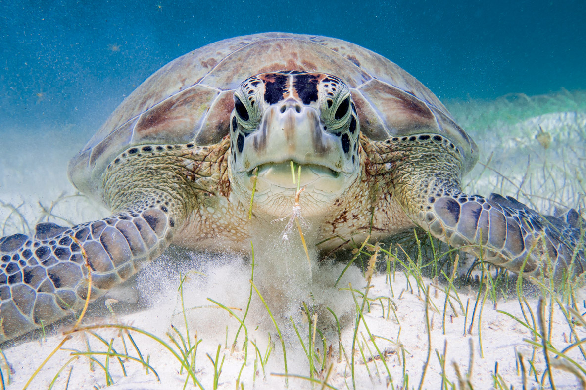 It’s meal time for this magnificent turtle!