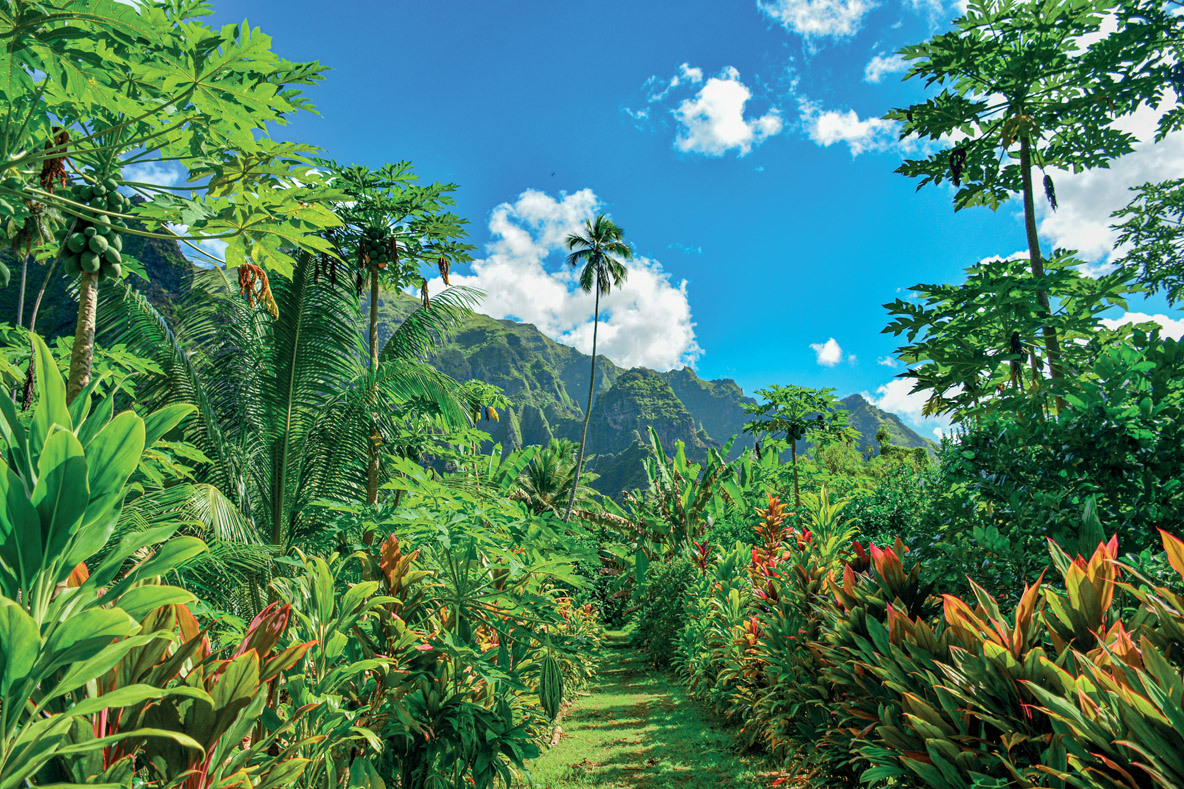 The paved path winds its way through the lush vegetation.