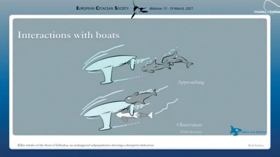The procedure for approaching the boats begins with an initial period of observation followed by the shaking and biting of the rudders. On average, these encounters last 20 to 50 minutes.