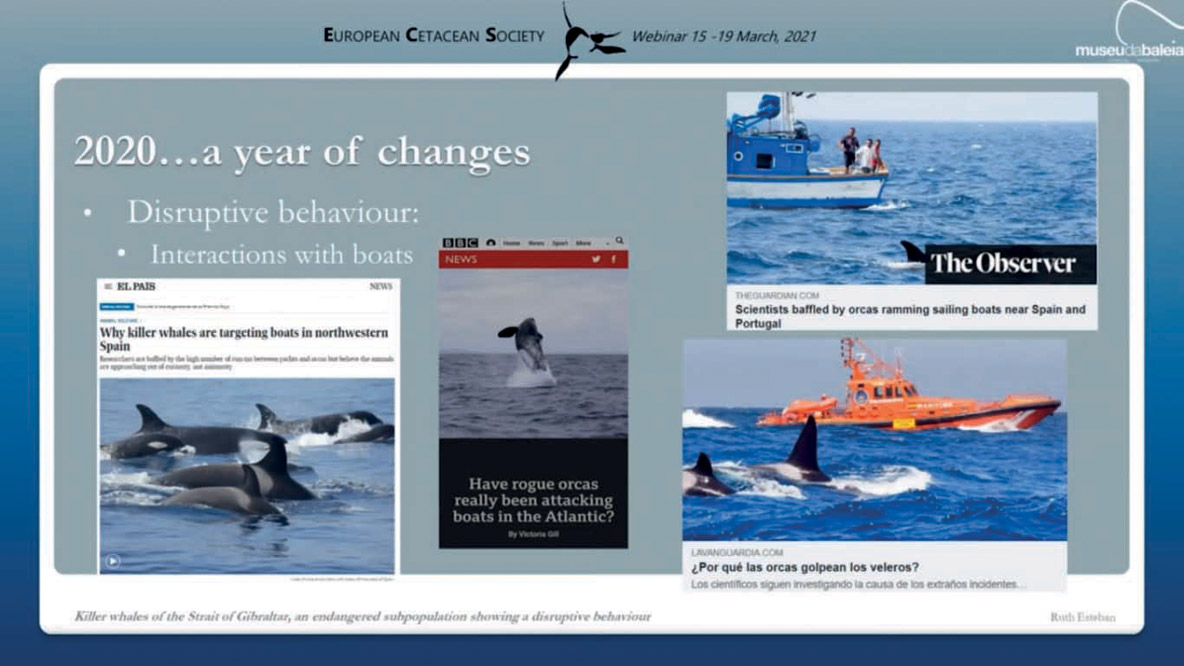 The encounters with the orcas were quickly reported by the media. For their part, scientists created the AOWG («Atlantic Orca Working Group») to try to analyze and understand this new behavior with a view to implementing an action plan.