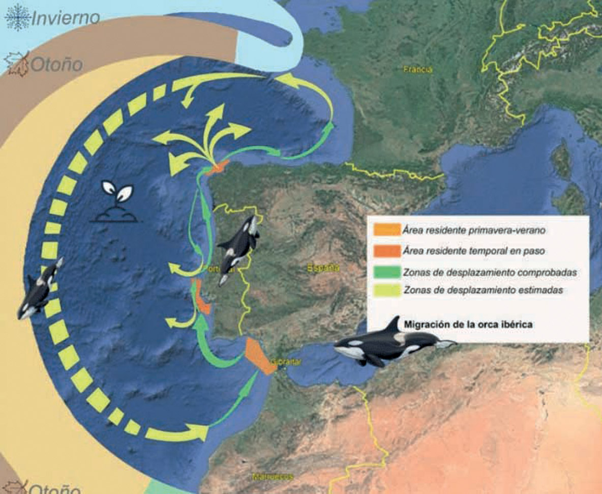 Orcas in the Strait of Gibraltar are a sedentary group that feed mainly on tuna. They follow their prey throughout the year from the Strait to the Bay of Biscay. Not surprisingly, the areas concerned by interactions with killer whales correspond to their prey’s movements.