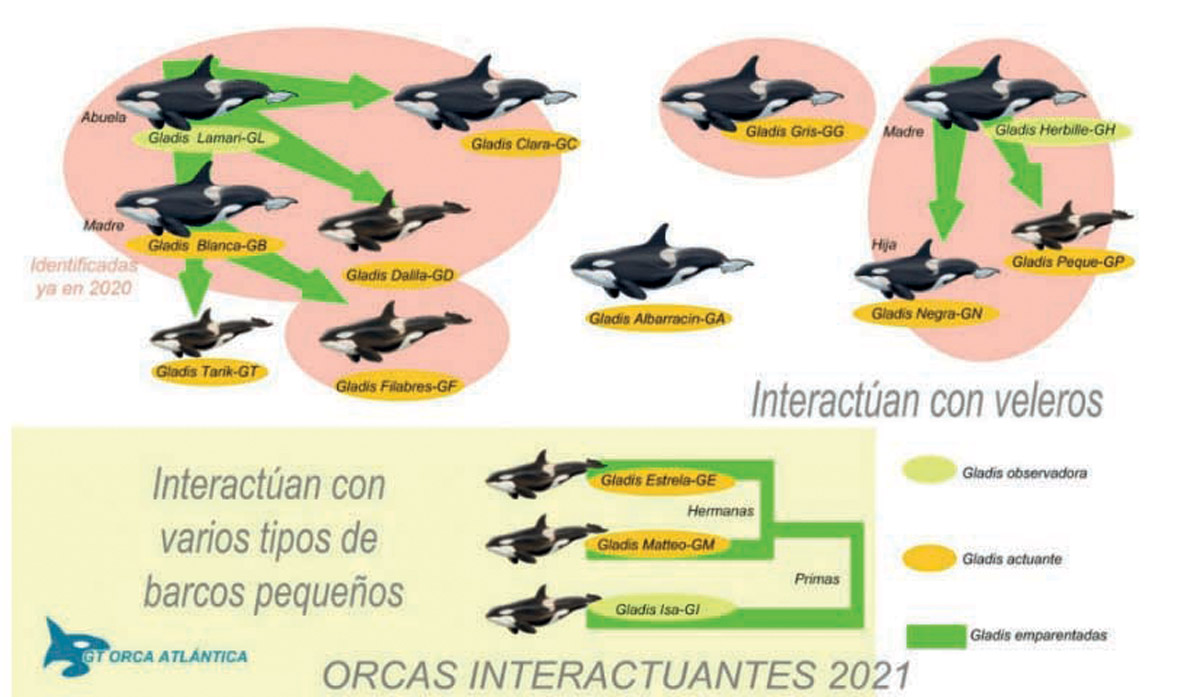 The sub-group that interacts with the boats consists of 14 individuals, the majority of which are juveniles. They have been named Gladis for reference purposes and each one now has its own name.