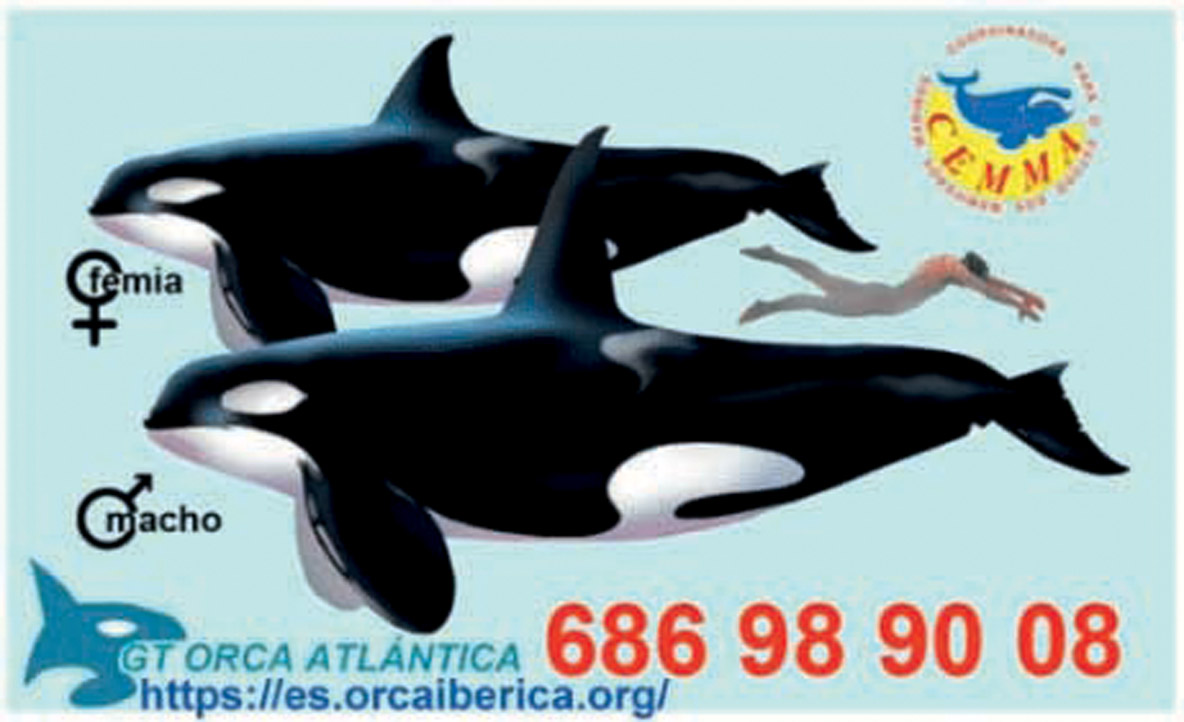 The AOWG’s (Atlantic Orcas Working Group) business card.