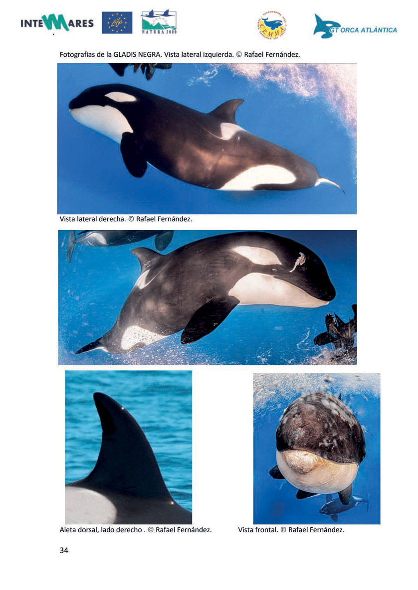 If you do encounter orcas, it is useful to take pictures of them and to transmit them without delay: the scientists can recognise them  and can therefore update their  data - shown here  is Gladis Negra,  one of the 14 orcas  in the group.