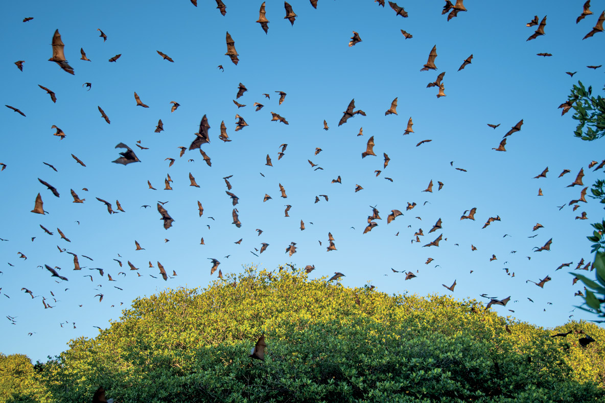Did Hitchcock’s “The Birds” scare you? Then Indonesia’s flying foxes might just spook you... 