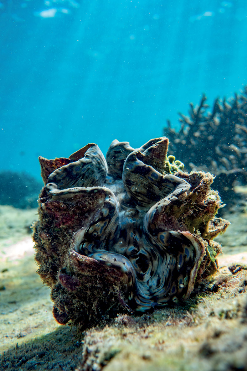 Some of Indonesia’s coral reefs are damaged, but the island of Flores still conceals some beautiful treasures below the surface, accessible by dinghy and then by snorkeling.
