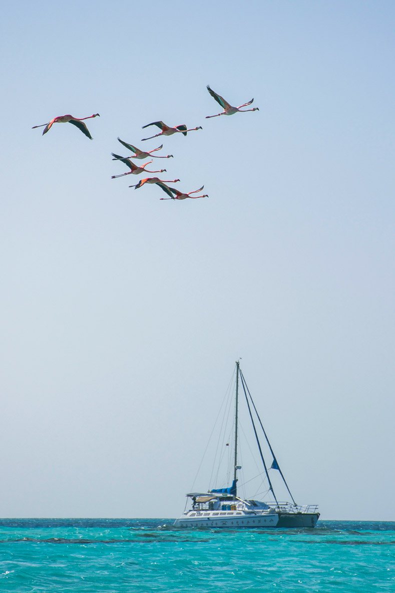 There aren’t just sea birds on the Aves Islands:  the pink flamingoes joined us.