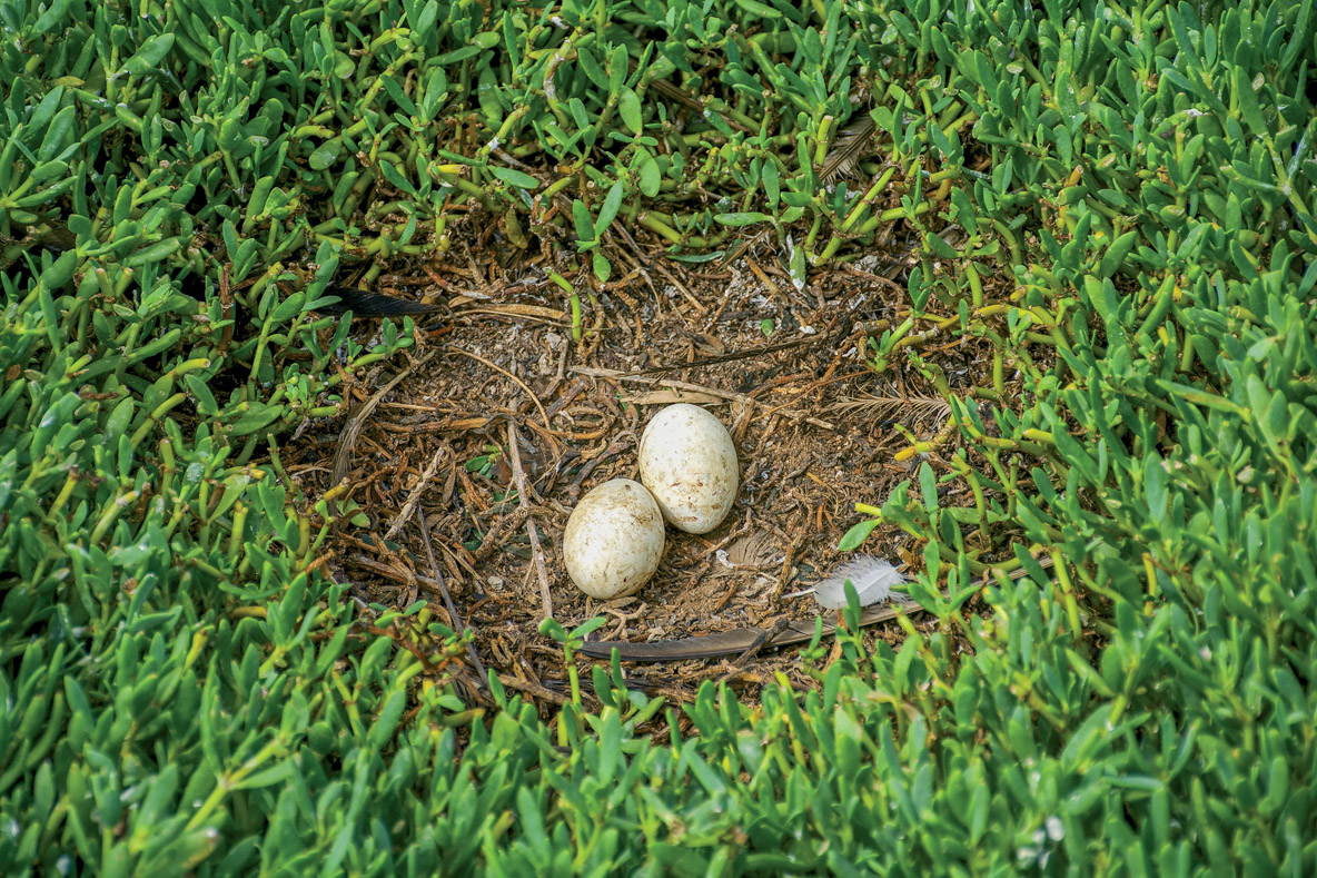 There are always two eggs in a Booby’s nest. Never one less and never one more. Often, just the stronger of the two will survive. 