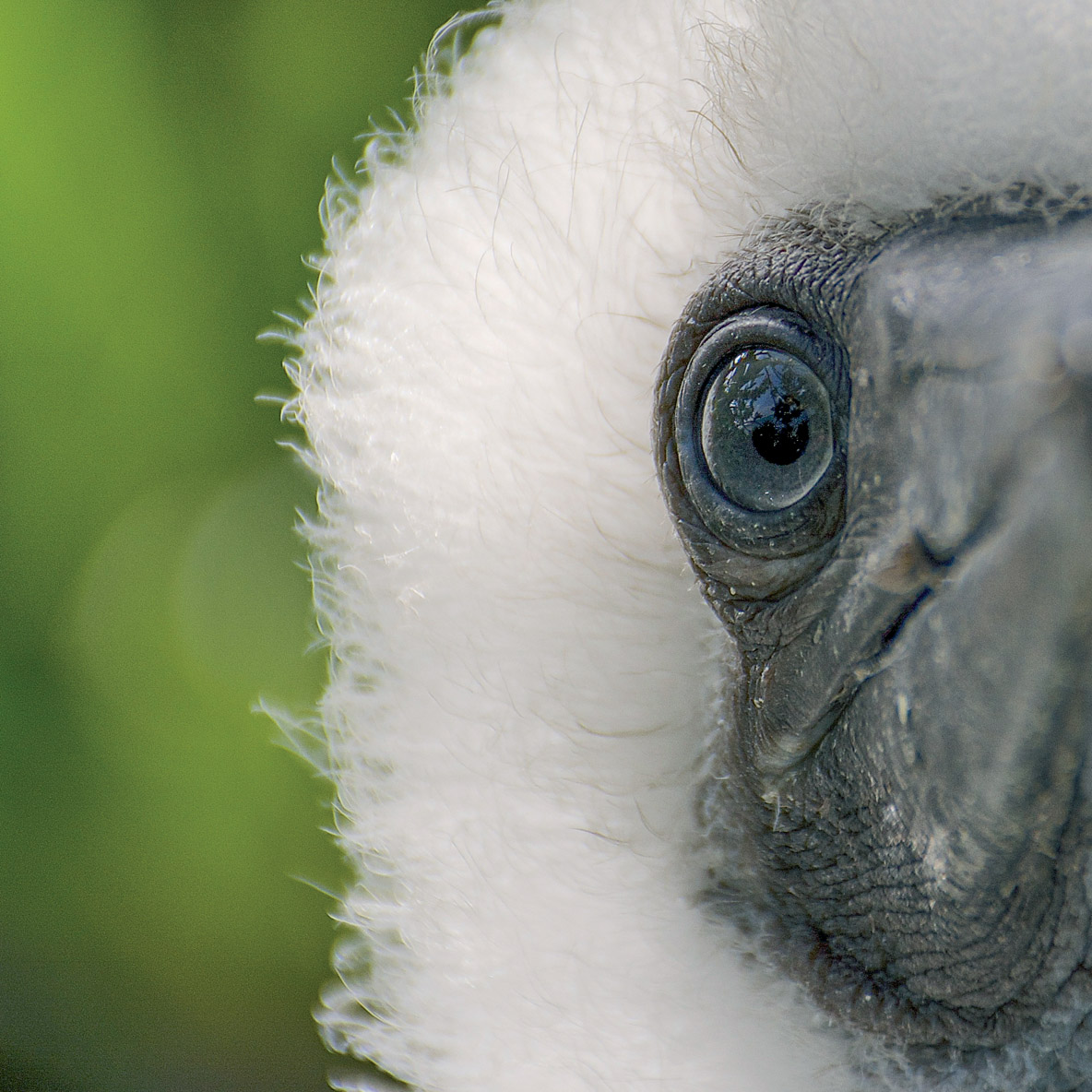 I just love getting up close to birds!  