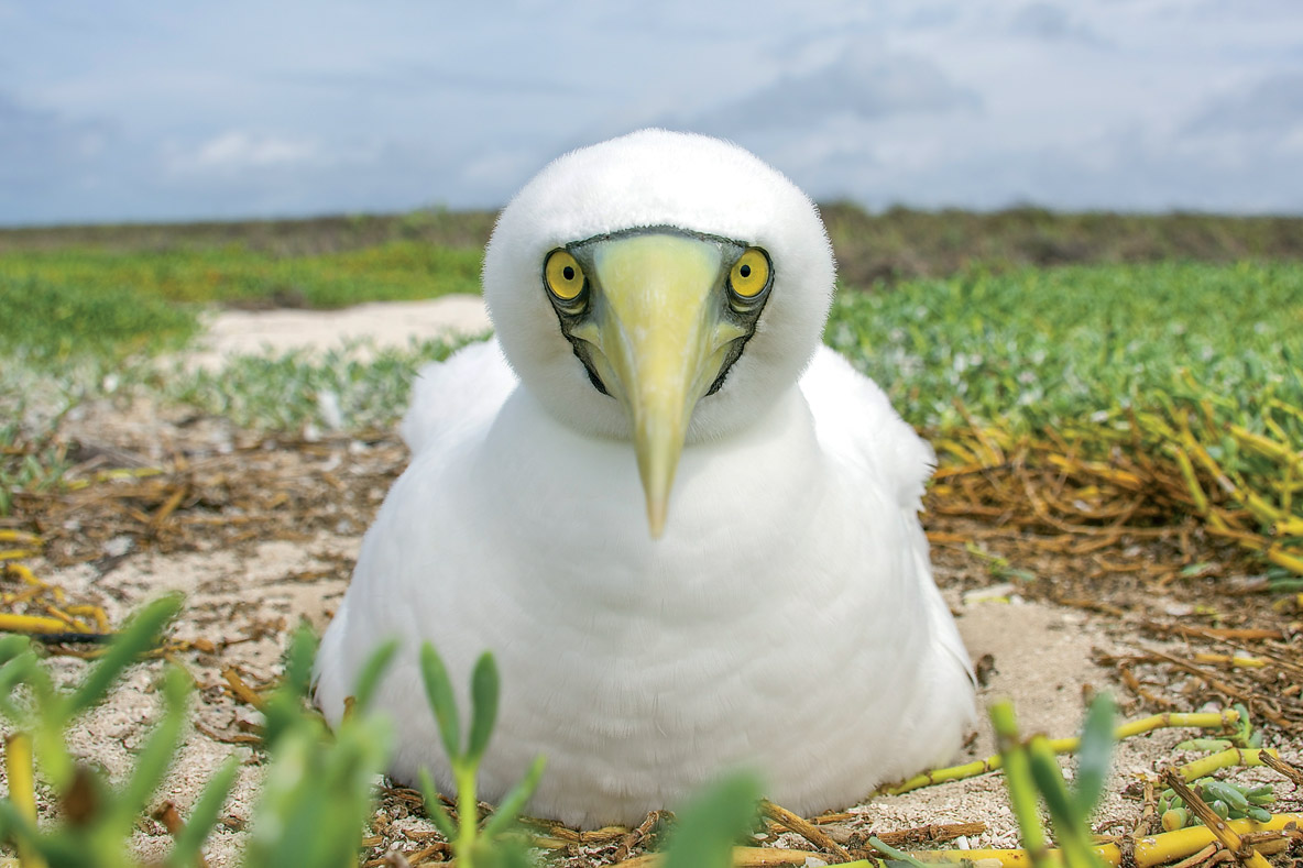 A mother Booby looking after her nest  and her chicks.  