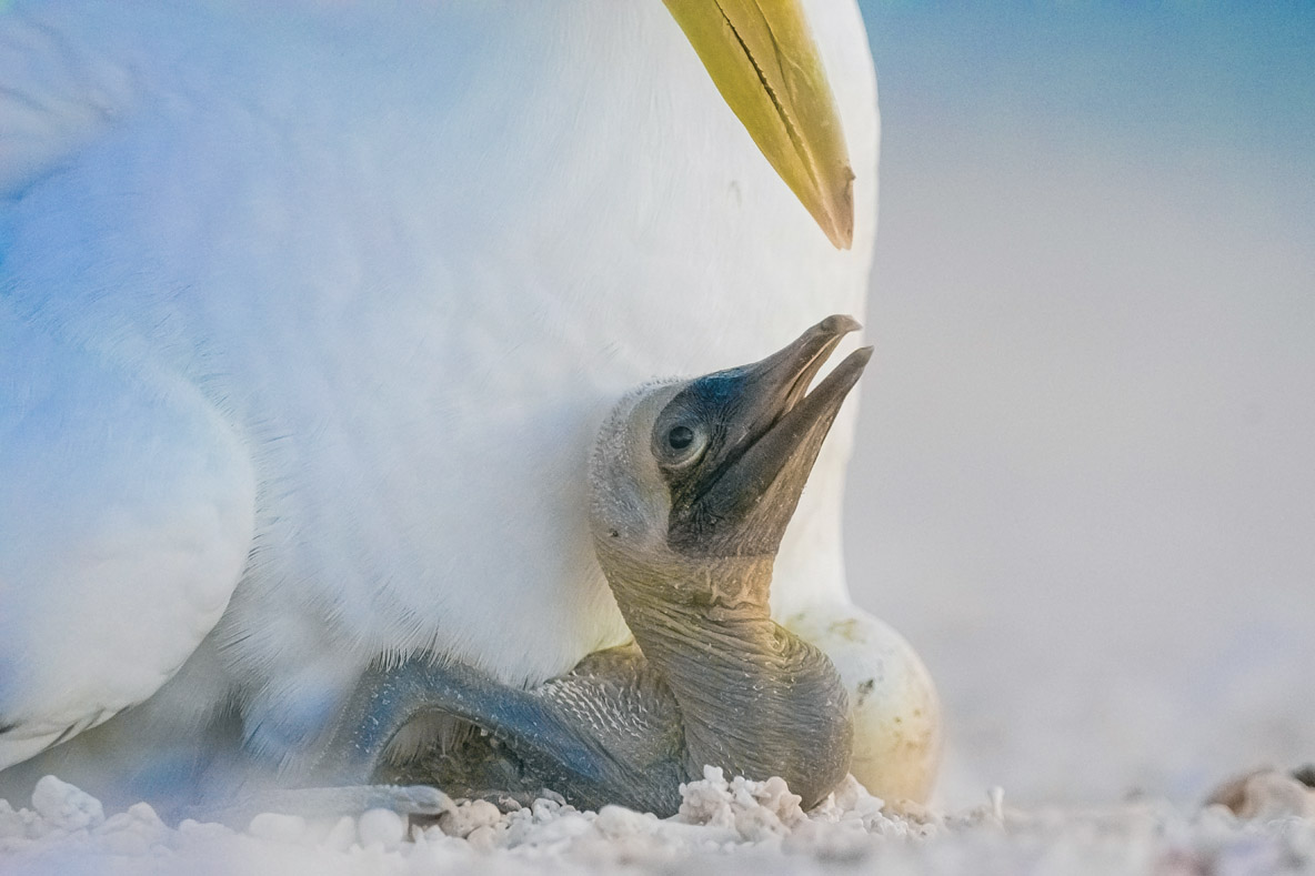 A wonderful, nomadic life hunting for fish awaits you little bird!  