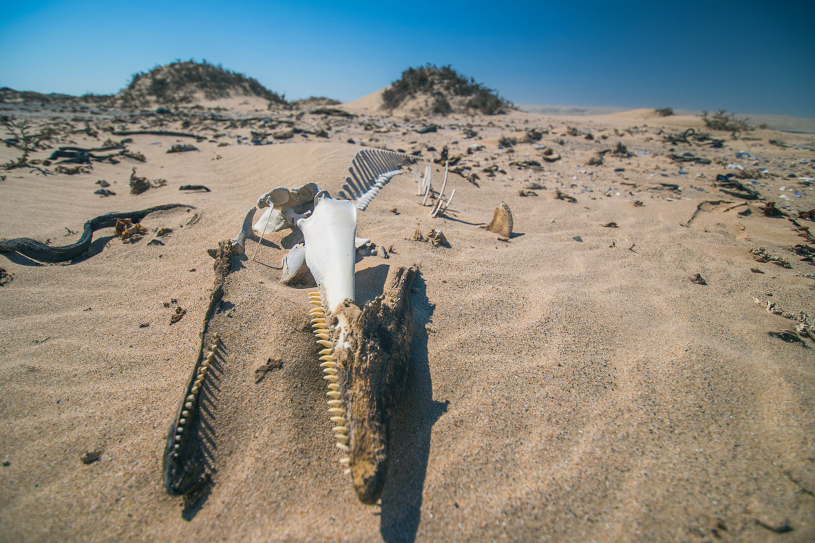 Dolphins, whales and rays: many carcasses litter  the area...