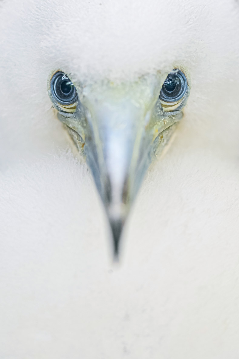 A portrait of a red-footed booby.  