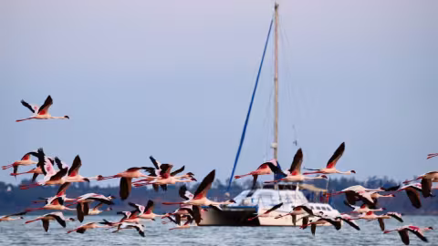 Dozens of flamingos fly from the beach toward the mangroves. They couldn’t come closer!