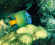 The Venezuelan islands