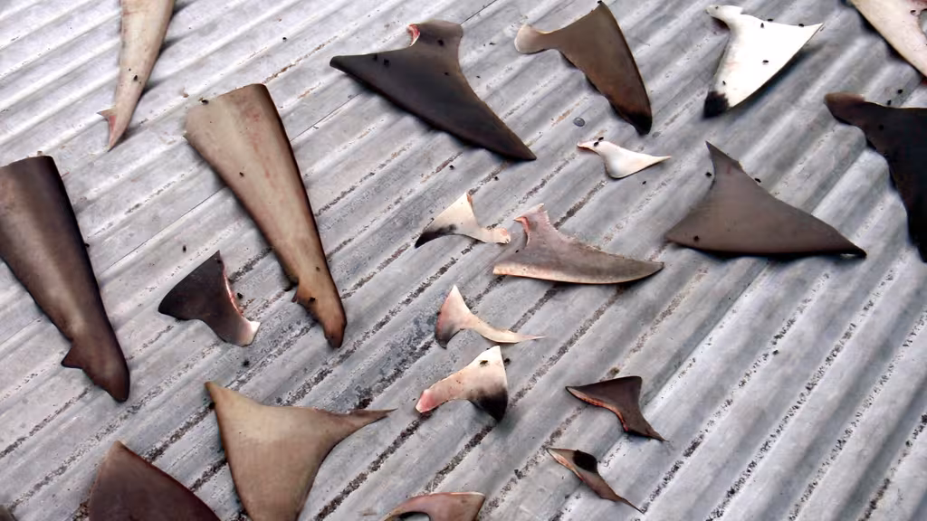 Harvesting shark fins, which are a rare source of money for the villagers. This is an unpleasant practice, driven by demand in Asia…