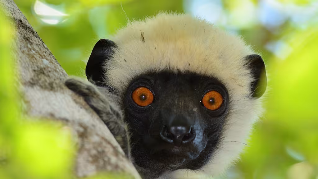 The Decken Sifaka, Propithecus Deckenii, an endangered species, can only be seen in this region of Madagascar. A wonderful encounter.