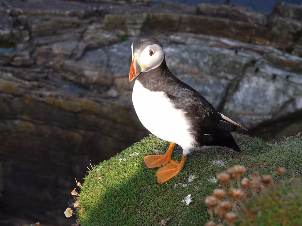 The Edible Emblem of the Shetland Islands... 