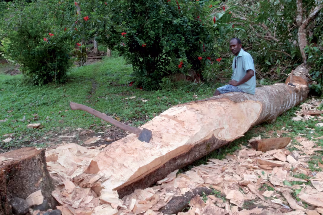 Construction of a canoe from a mango tree trunk. 