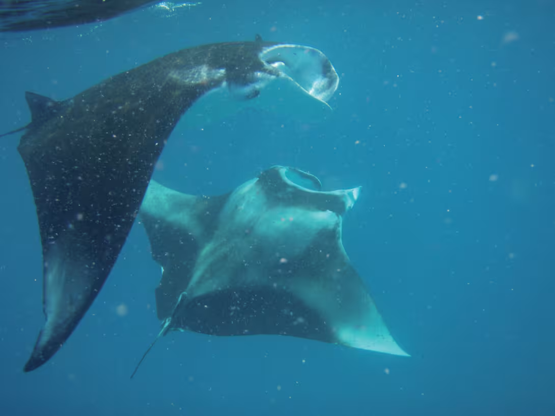 Today as yesterday, from the Caribbean to the Pacific or even in the Indian Ocean, discovering the underwater world is magic...