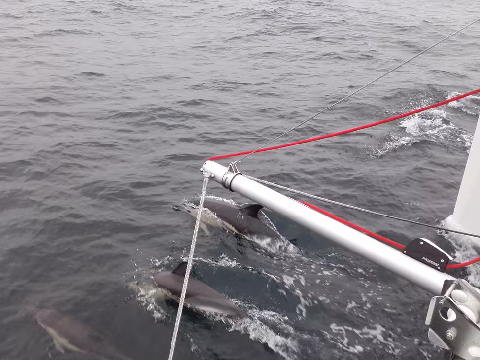 After just a few hours out at sea, the first dolphins came to meet us.  