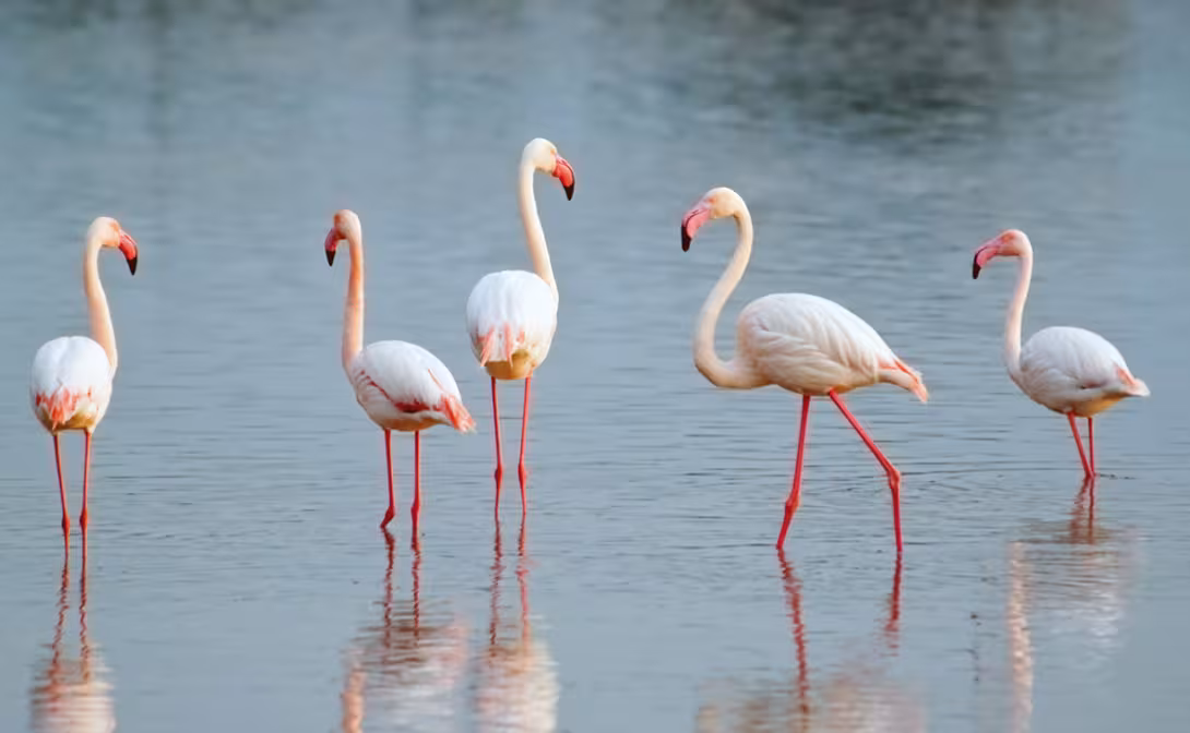 Both the flora and the fauna are worth the trip.  