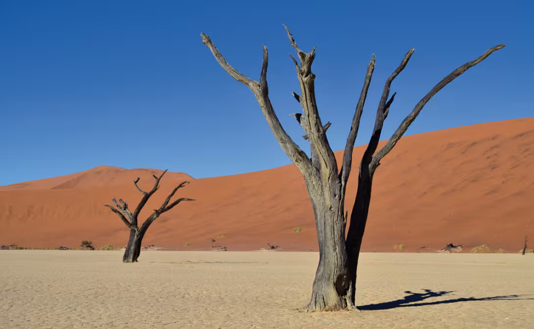 The dry lake and petrified trees at Deadvlei.