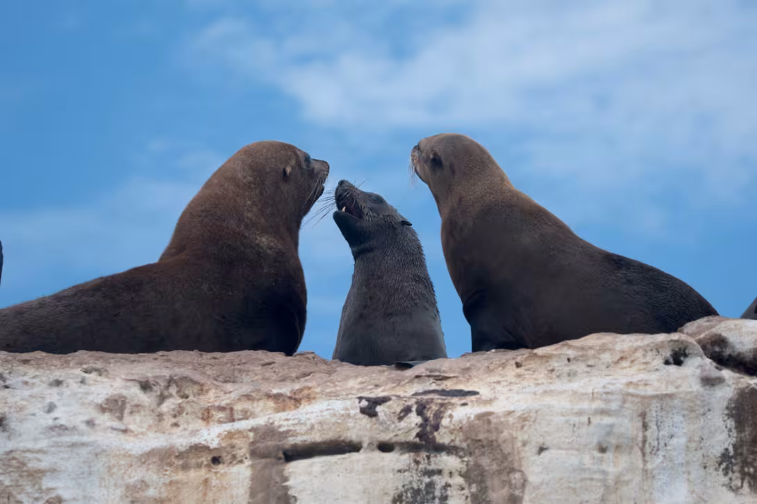 Of course you recognize these adorable sea lions! In fact, without even seeing them, we know they’re nearby thanks to their characteristic - and yet unique - smell. It’s thanks to their smell that sea lions are in fact able to recognize each other...