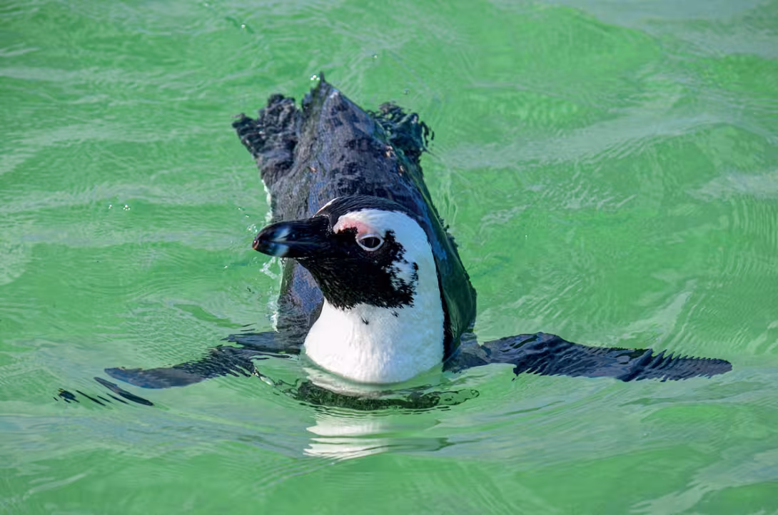 You can observe the Cape penguins by heading to  the Cape of Good Hope Nature Reserve.