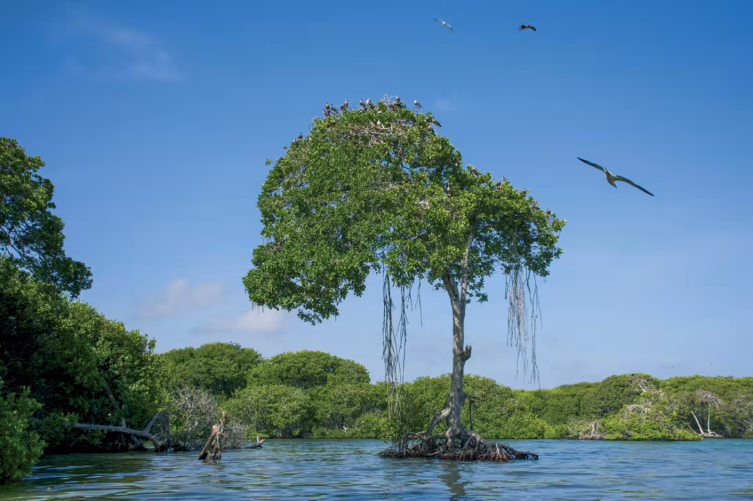 There are forests on the Aves. Some mangroves grow up to 20 meters /  65 feet in height.  